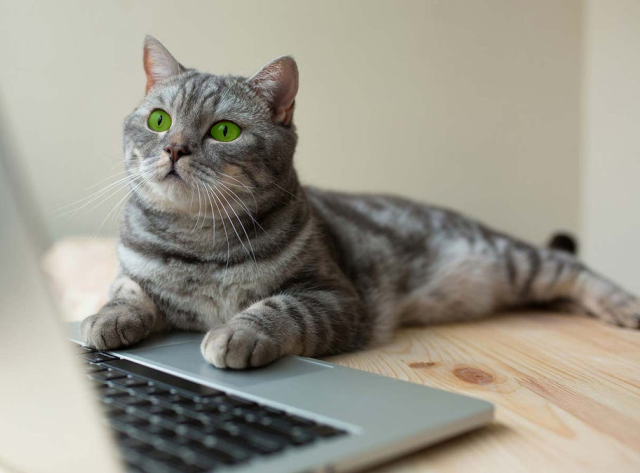 Green eyed kitty shopping  for ECOLITTER