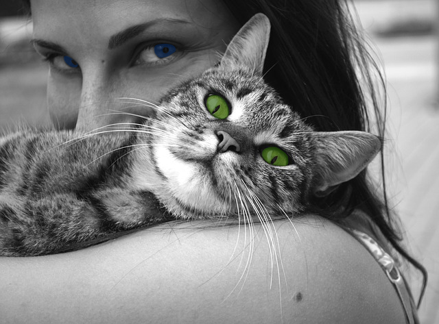 Cat with green eyes