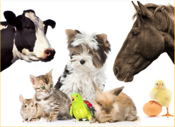 Farm and ranch critters